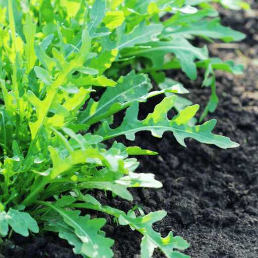 Planting Arugula