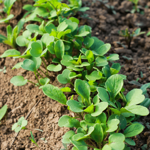 Growing Arugula from Seed