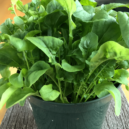 Harvesting Arugula