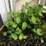 arugula growing (4)