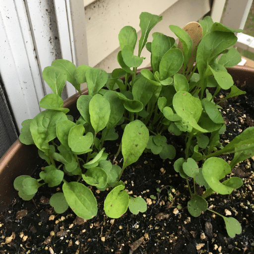 arugula growing (4)