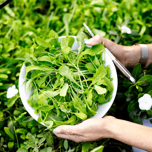 Introduction to Arugula