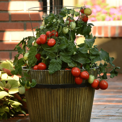 cherry tomatoes in containers (1)
