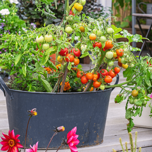 cherry tomatoes in containers (2)