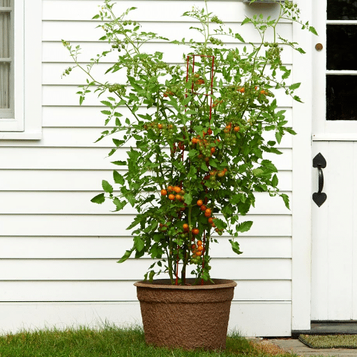 cherry tomatoes in containers (3)