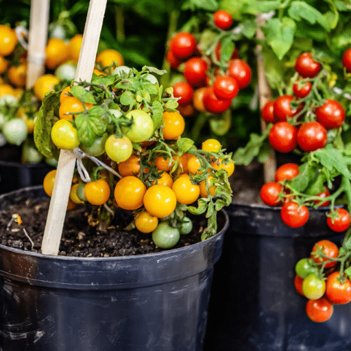 cherry tomatoes in containers