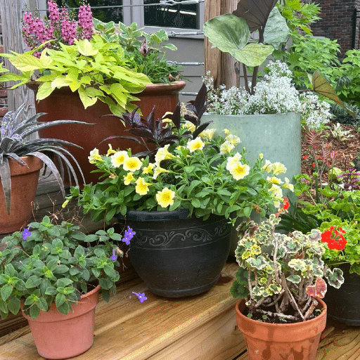 container gardening (1)
