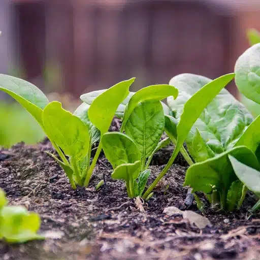 Fastest Growing Vegetables: Garden to Harvest Quickly fast growing vegetables (2)