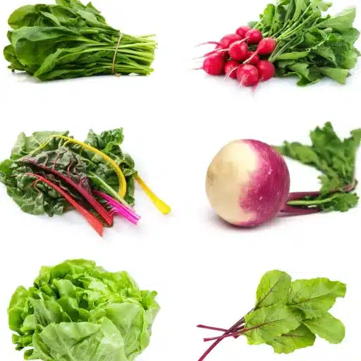 Fastest Growing Vegetables: Garden to Harvest Quickly fast growing vegetables