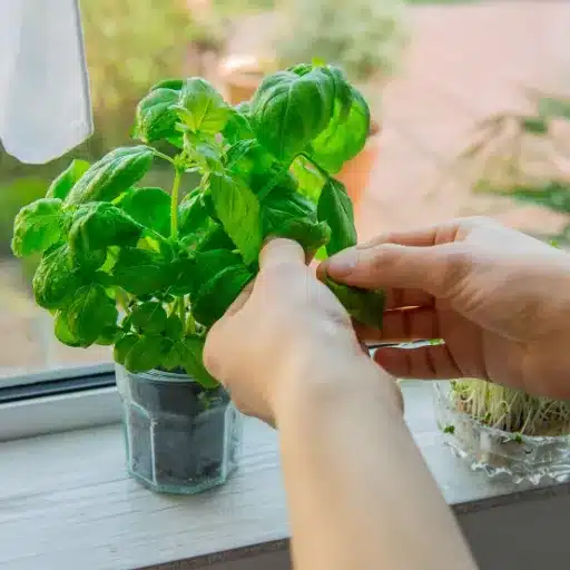 Grow Basil Indoors: Gardener's Guide to Harvesting Basil growing basil indoors (2)