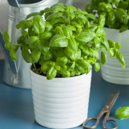Grow Basil Indoors: Gardener's Guide to Harvesting Basil growing basil indoors (3)