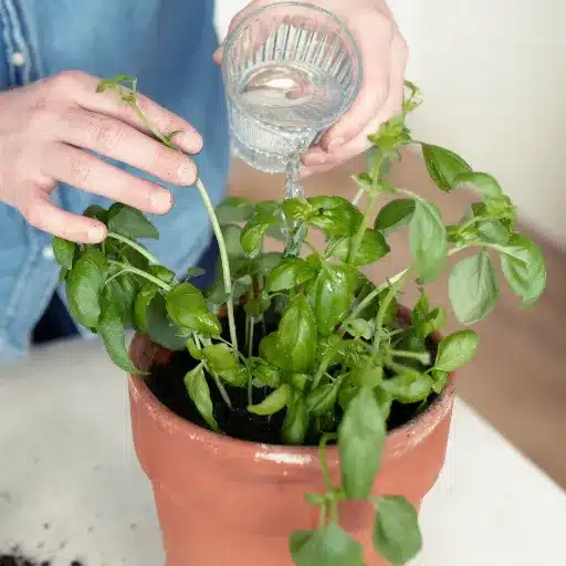 Grow Basil Indoors: Gardener's Guide to Harvesting Basil growing basil indoors (4)