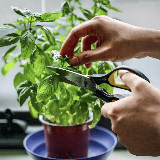 growing basil indoors