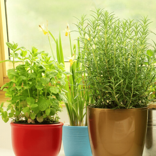 Planting and Caring for Your Indoor Herb Garden