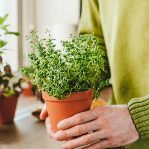 Introduction to Indoor Herb Gardens