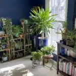 houseplant care (1)