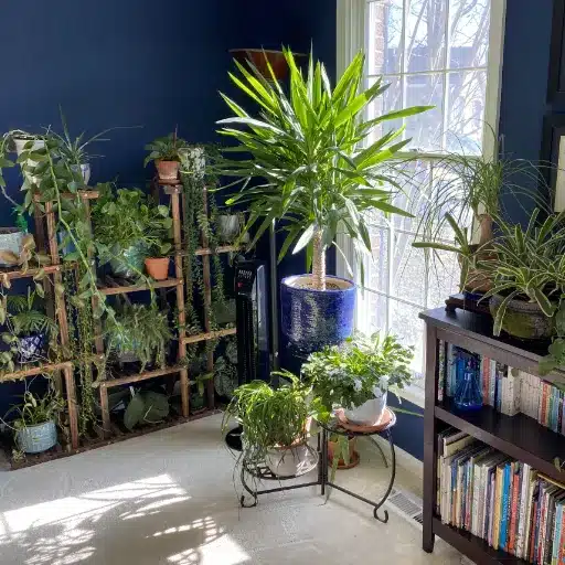 The Ultimate Guide to Houseplant Care: Tips for Indoor Plant Success houseplant care (1)