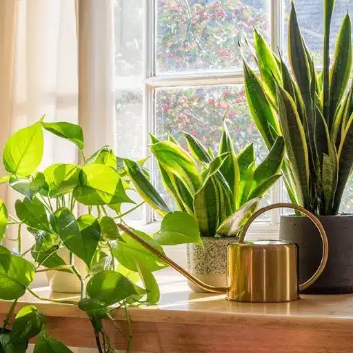 The Ultimate Guide to Houseplant Care: Tips for Indoor Plant Success houseplant care (2)