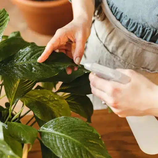 The Ultimate Guide to Houseplant Care: Tips for Indoor Plant Success houseplant care (3)