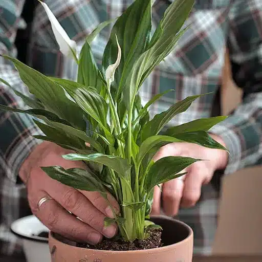 The Ultimate Guide to Houseplant Care: Tips for Indoor Plant Success houseplant care (4)