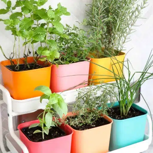 Grow Your Own: Indoor Herb Garden & Herbs Indoors indoor herbs (2)