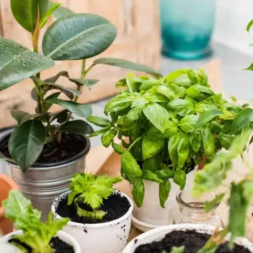 Grow Your Own: Indoor Herb Garden & Herbs Indoors indoor herbs (4)