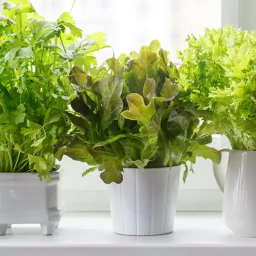 Grow Your Own: Indoor Herb Garden & Herbs Indoors indoor herbs