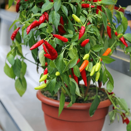 indoor peppers (1)