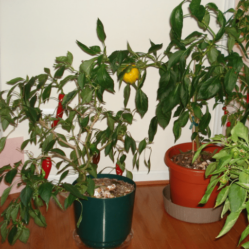 indoor peppers (3)