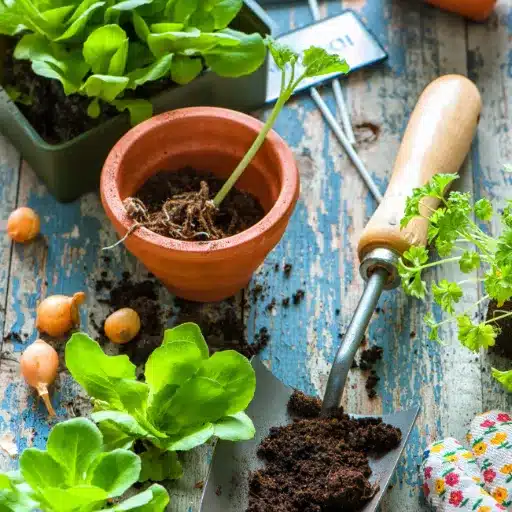 Best Indoor Vegetables to Grow: Your Indoor Garden Guide indoor vegetables (1)