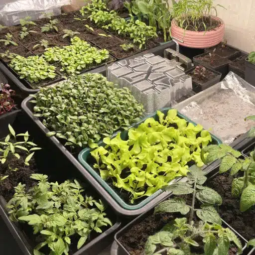 Best Indoor Vegetables to Grow: Your Indoor Garden Guide indoor vegetables (2)