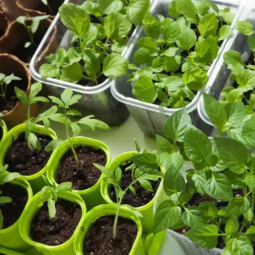 Best Indoor Vegetables to Grow: Your Indoor Garden Guide indoor vegetables (3)