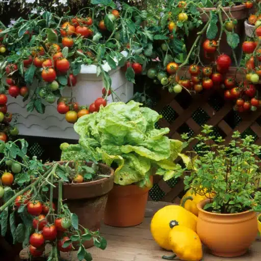 Best Indoor Vegetables to Grow: Your Indoor Garden Guide indoor vegetables