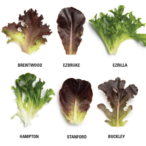 lettuce varieties (1)