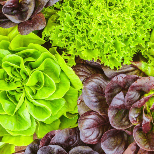 lettuce varieties (3)