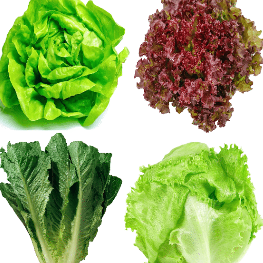 lettuce varieties (4)