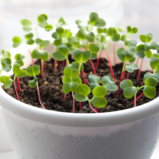 radishes in containers (1)