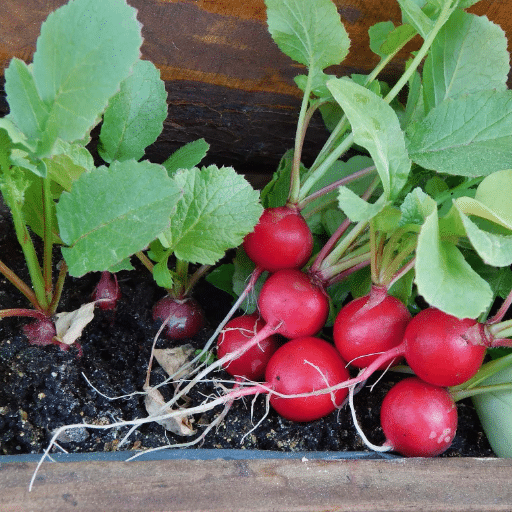 radishes in containers (2)