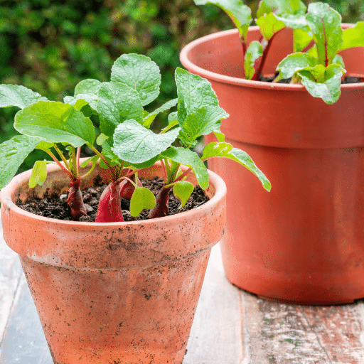 radishes in containers (3)