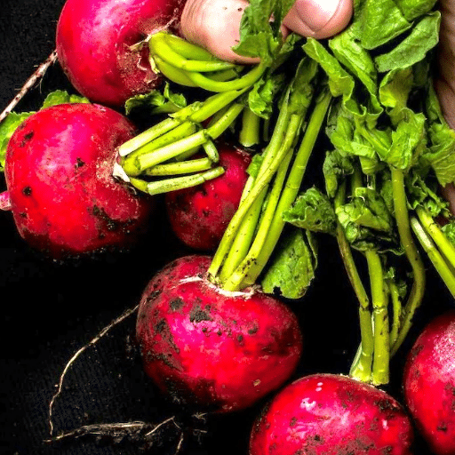 radishes in containers (4)
