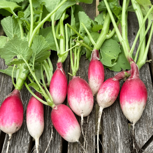 radishes in containers