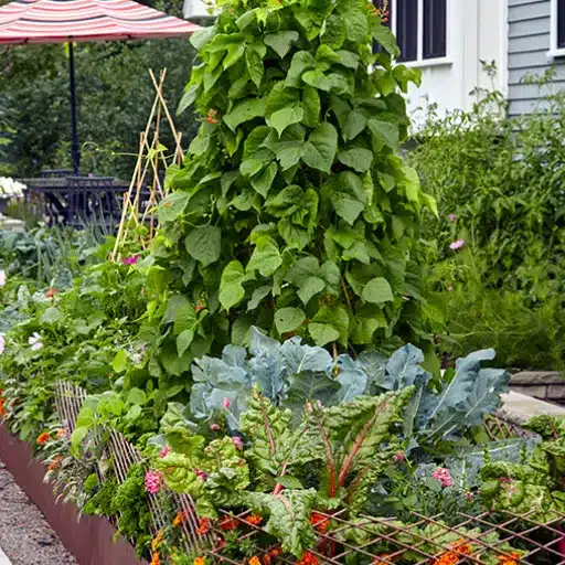 Small Space Gardening: Spacing for Container Vegetables small space gardening (1)
