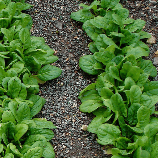 spinach harvesting (1)