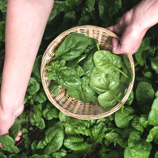 spinach harvesting (2)