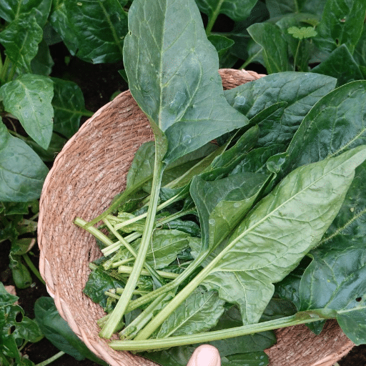 spinach harvesting (3)