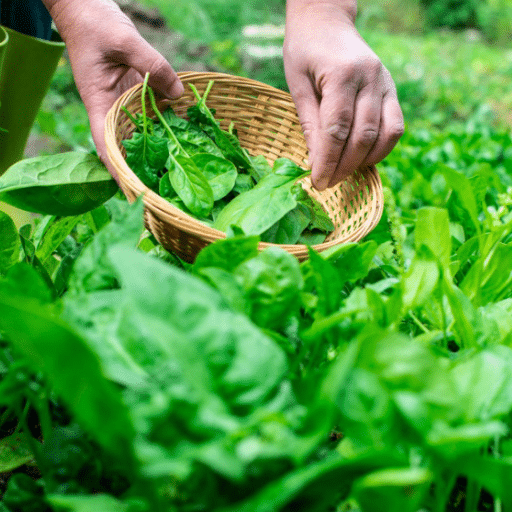 spinach harvesting