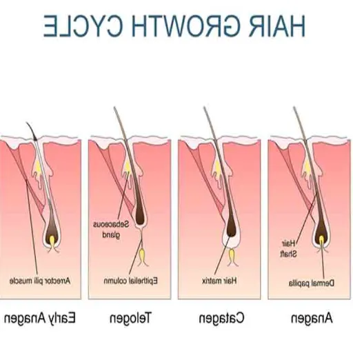 Long Hair After Transplant: A Comprehensive Guide to Growth and Care the growth cycle of transplanted hair