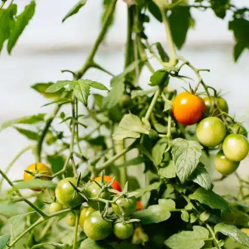 Grow Vegetables: Plan Your Garden for Year-Round Harvests year round harvests