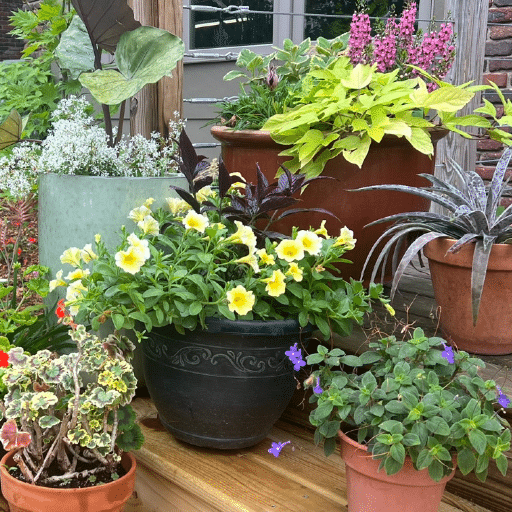 Getting Started with Vegetable Container Gardening