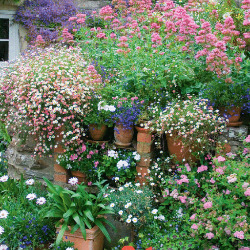 Growing Cutting Flowers in Containers